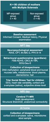 Protocol for a Cross-Sectional Study: Effects of a Multiple Sclerosis Relapse Therapy With Methylprednisolone on Offspring Neurocognitive Development and Behavior (MS-Children)